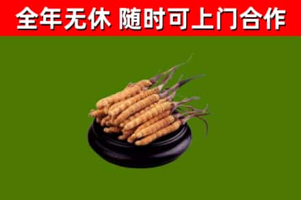 美姑县烟酒回收冬虫夏草.jpg