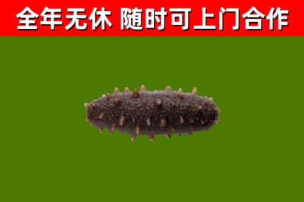 美姑县烟酒回收干海参.jpg
